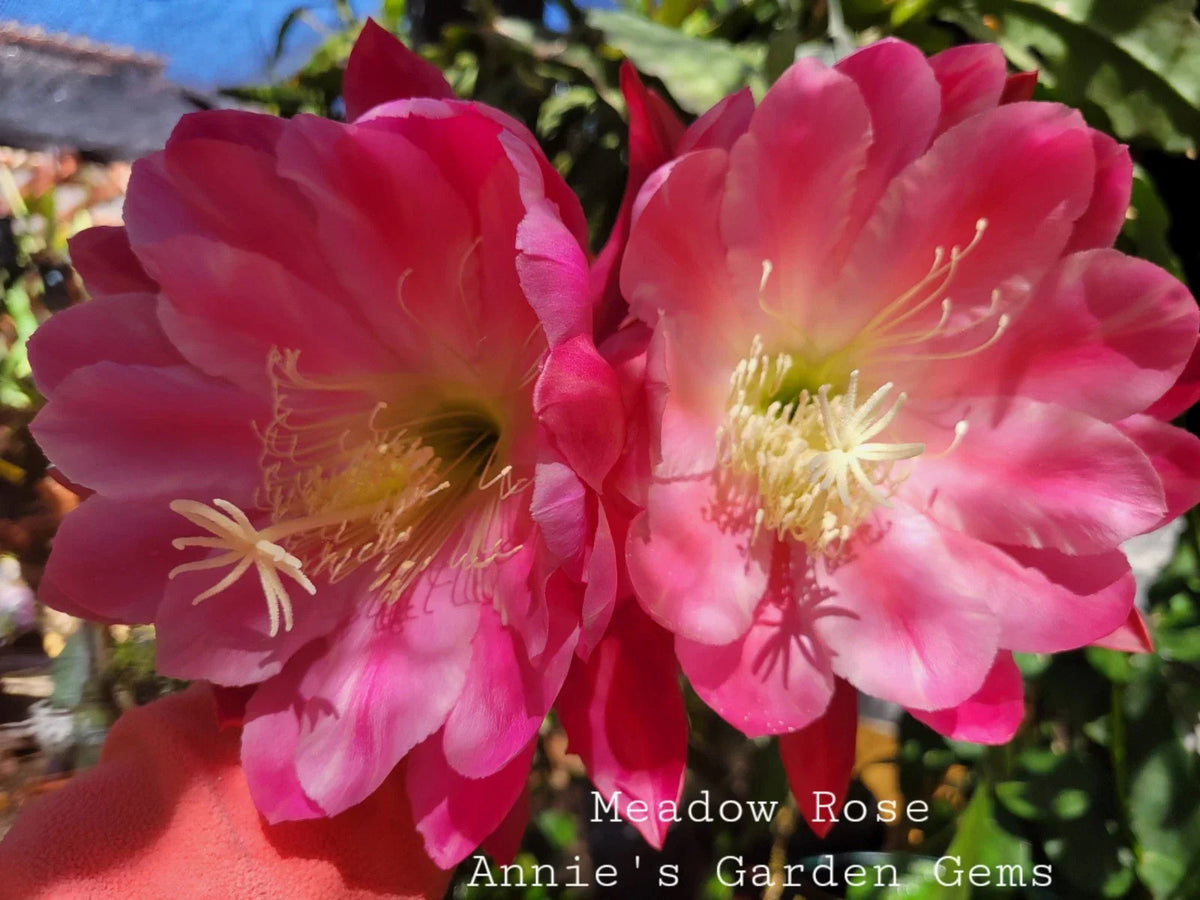 Epiphyllum Cuttings - 8-10 Inches - Meadow Rose Variety - Epiphyllum oxypetalum - Unrooted for Propagation
