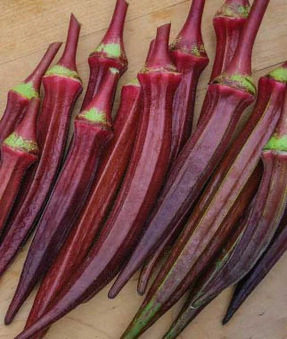 Okra Seeds 55 Count Red Burgundy AAS Winner Abelmoschus esculentus Edible Flowers & 6-8" Pods for Garden Culinary Use