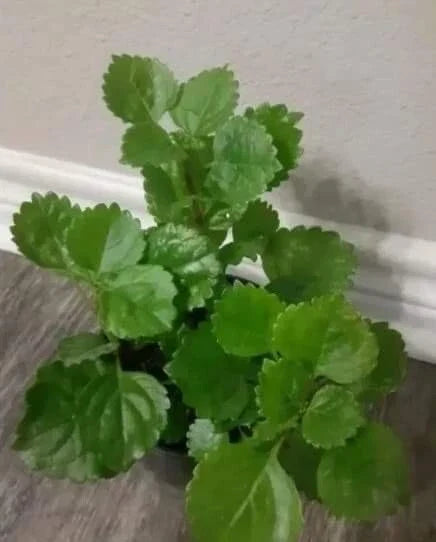 Swedish Ivy Plant with Roots - Plectranthus verticillatus - Easy Care Indoor/Outdoor Greenery for Home Garden