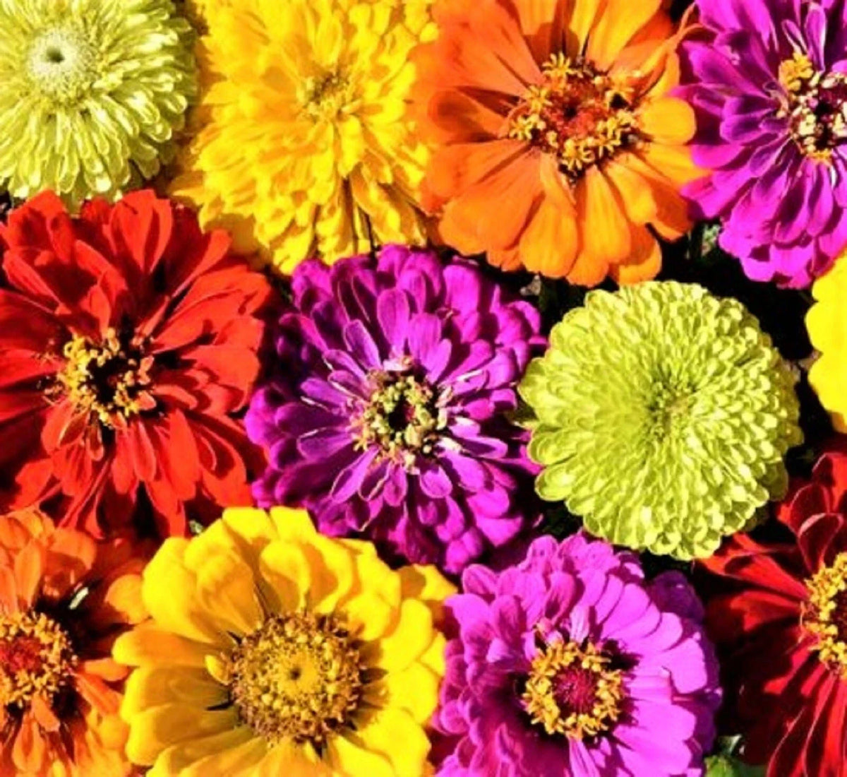 Zinnia Seeds | 100+ Seeds | Painted Wagon Variety | Zinnia elegans | Colorful Annual Flower for Gardens and Pollinators