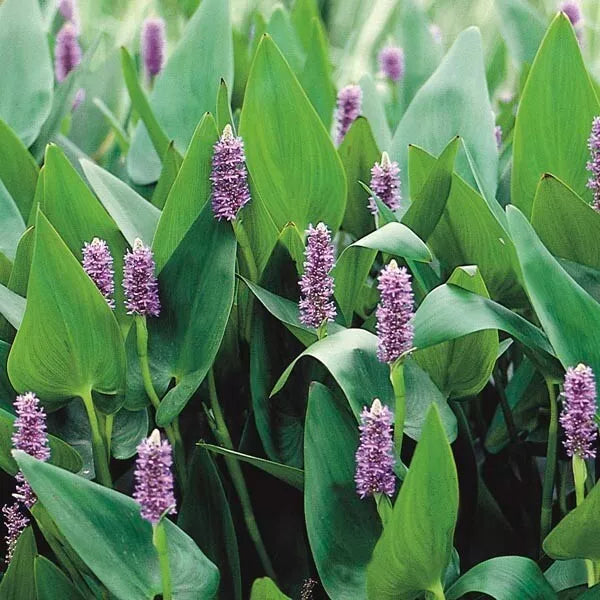 Purple Pickerel Rush Plant - 6-8 inches - Aquatic Perennial with Purple Blooms - Pontederia cordata - Water Garden Favorite