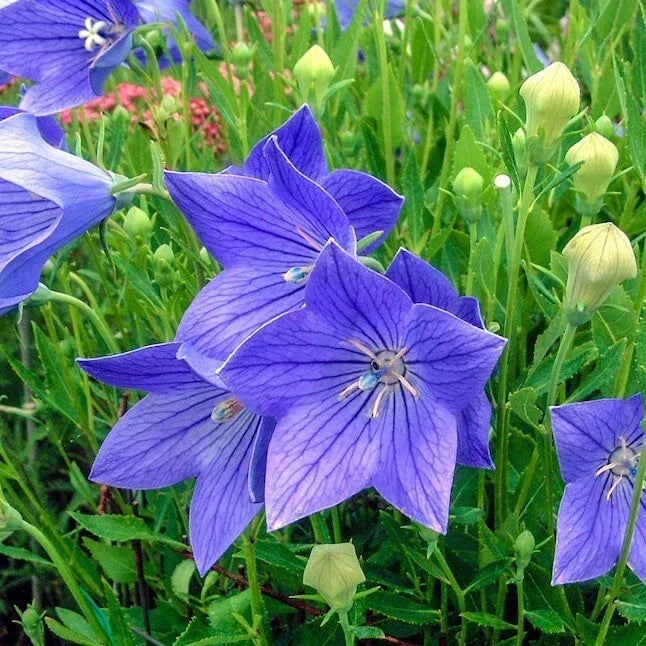 Balloon Flower Seeds - 20 Pack - Platycodon grandiflorus - Blue Pink White Blooms - Perennial Garden Flower Seeds
