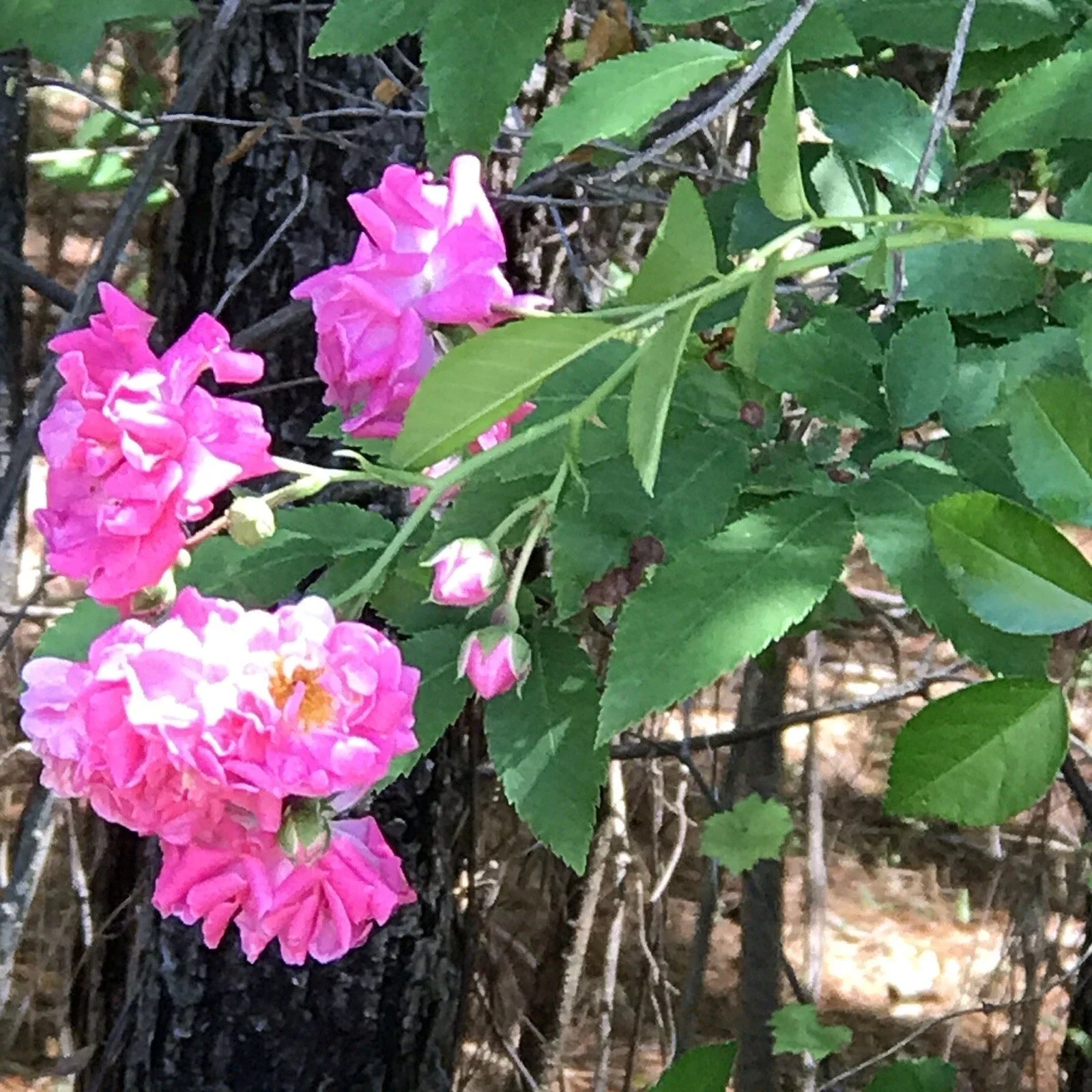 8 Cuttings Heirloom Pink Seven Sisters Roses Climbing Bushes Rosa multiflora for Easy Propagation and Vertical Displays
