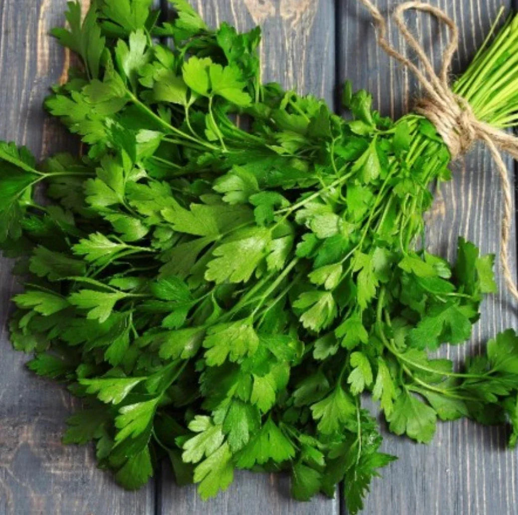 Flat Leaf Parsley Seeds - Heirloom Culinary Herb - Petroselinum crispum - Fast 75 Day Harvest - Non-GMO Gardening Seeds