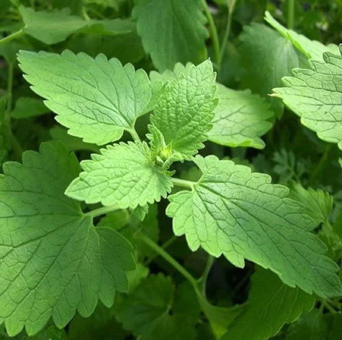 Catnip Seeds 400+ Non-GMO - Nepeta cataria - Herbal Plant for Cats - Easy to Grow, Indoor/Outdoor Garden