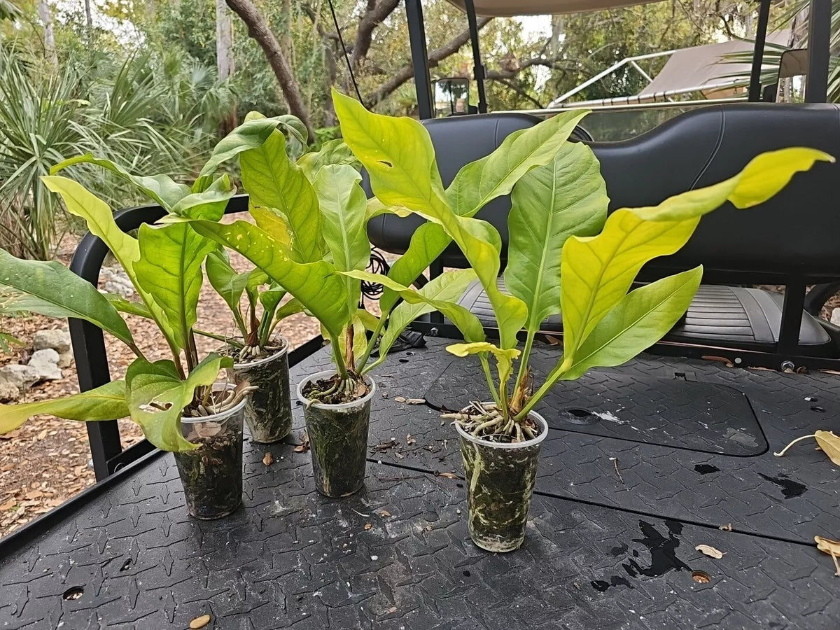 Large Anthurium Plant 4-Year-Old Hookeri Birds Nest Anthurium Anthurium hookeri - Tropical Indoor/Outdoor Foliage