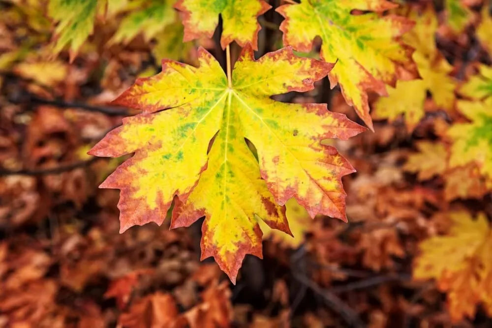 Bigleaf Maple Tree Seeds | 30+ Seeds | Acer macrophyllum | Fast-Growing Shade Tree for Landscaping