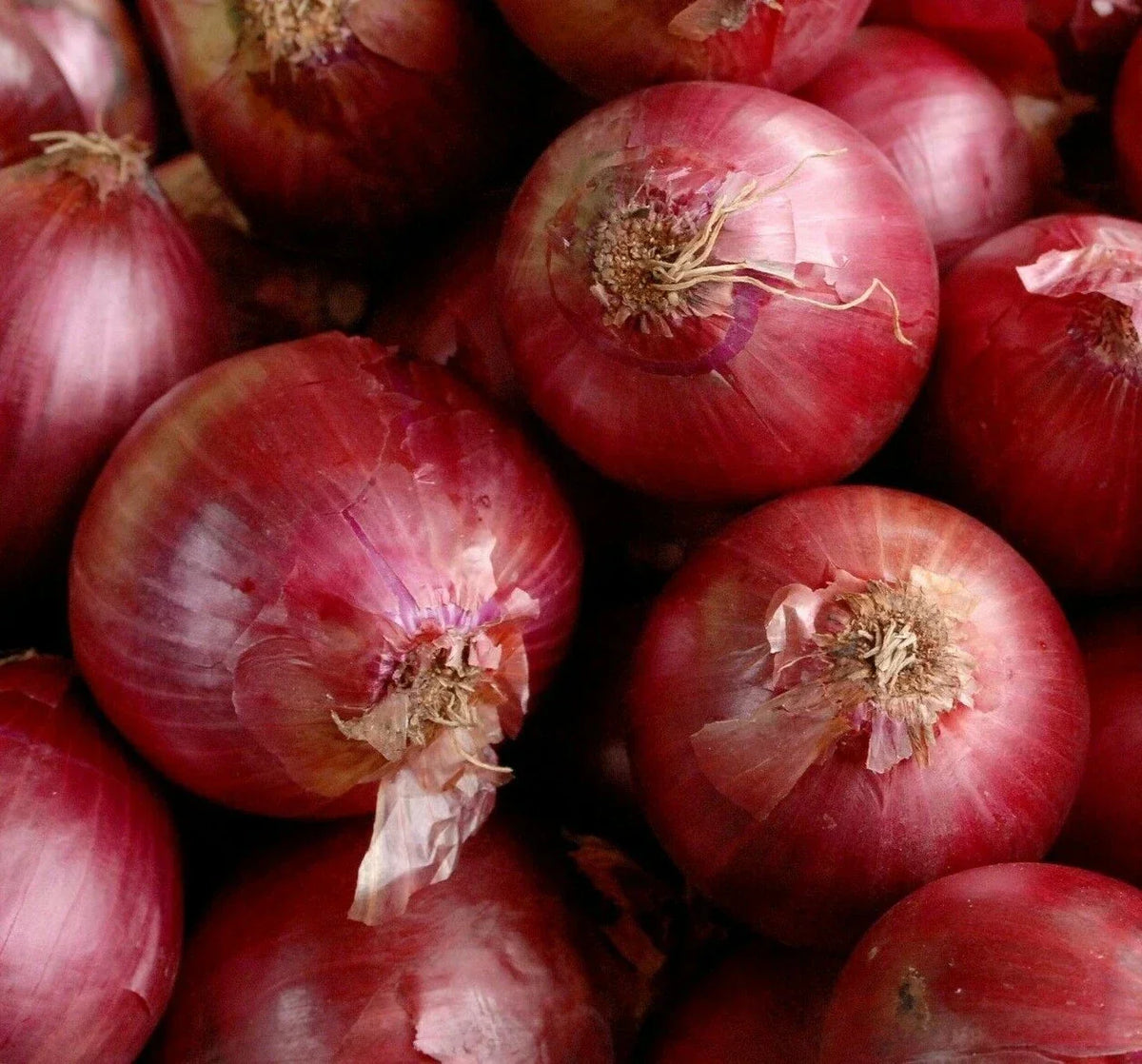 Red Creole Onion Seeds 200+ Pack | Allium cepa Short Day Vegetable Garden | Easy to Grow, High Yield, Deep Red Onions