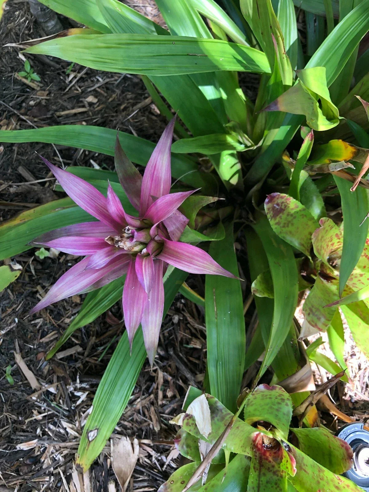 Guzmania MOONLIGHT Bromeliad Plant - Medium Tropical Houseplant - Guzmania lingulata - Exotic Indoor Decor