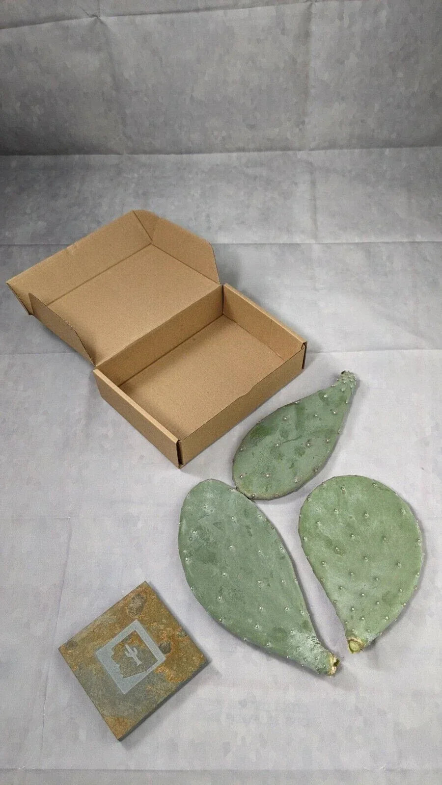 Spineless Prickly Pear Cactus Pads - 3 Pack, 5+ Inches, Opuntia ficus-indica, Arizona Grown, Perfect for Propagation and Xeriscaping
