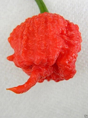 Carolina Reaper Seeds - 10 Organic Seeds - World's Hottest Chili Pepper - Capsicum chinense - Spicy Gardening Delight