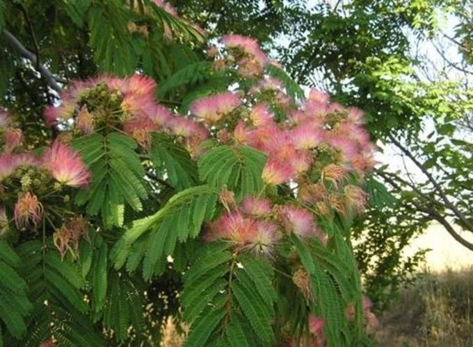 Mimosa Silk Tree Seeds, 30 Count, Fast-Growing, Hardy, Fragrant Pink Blooms, Albizia julibrissin