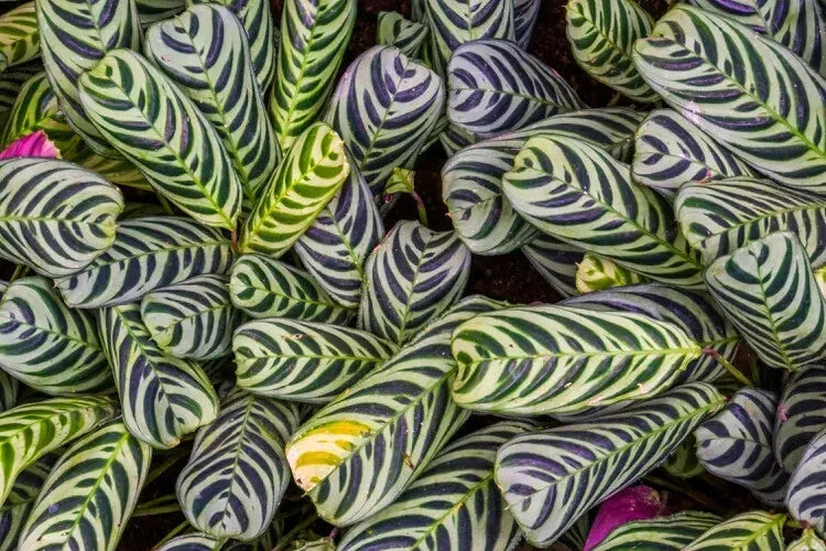 25+ Stromanthifolia Calathea Seeds for Planting - Calathea stromanthe - Tropical Garden - USA Grown - Easy to Grow