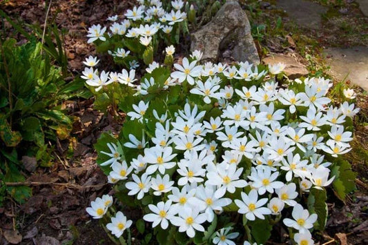 Blood Root Bare Root Live Plant - Sanguinaria Canadensis - Perennial Native Wildflower for Shade Gardens - White Flowers