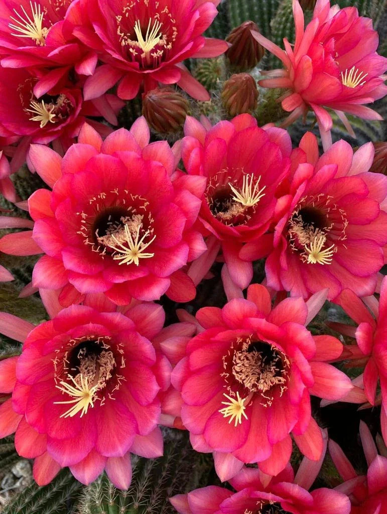 Tricocereus Grandiflorus Plant 3.5" - Pink Flowering Cactus - Echinopsis grandiflora - Indoor Garden Decor