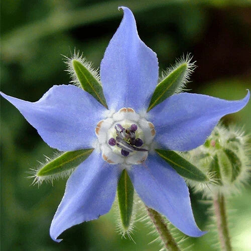 Borage Seeds | Heirloom Non-GMO Herb Seeds | Borago officinalis | Attracts Pollinators, Edible Flowers & Leaves