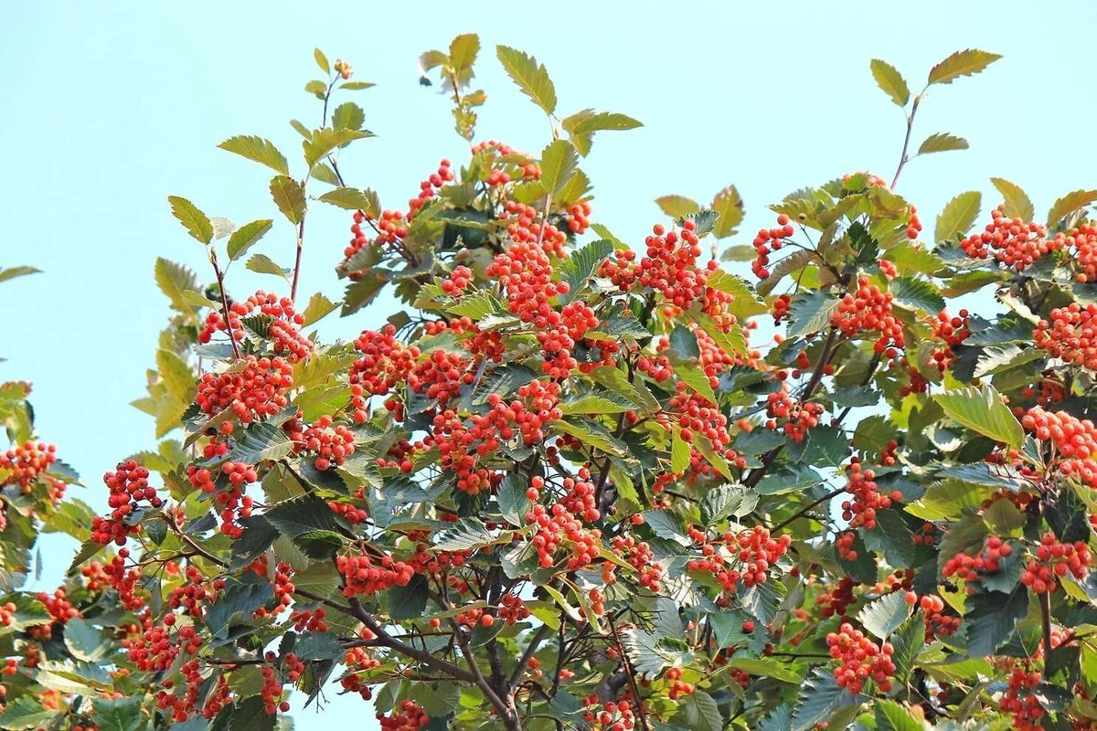 American Mountain Ash Seedling - 1 Gallon - Sorbus Americana - Hardy Deciduous Tree for Gardens, Wildlife, and Landscaping