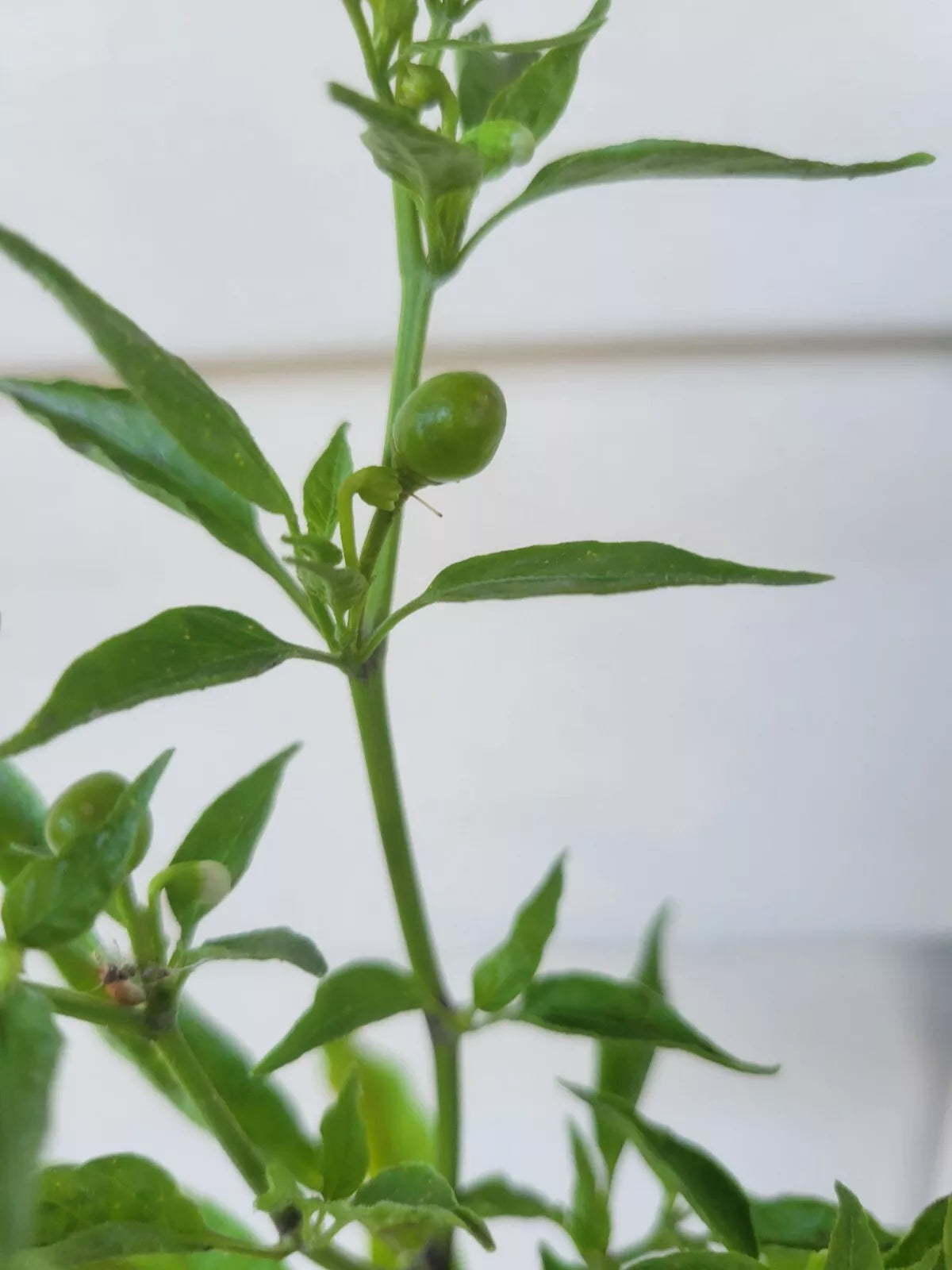 Hot Chile Pepper Seeds - Cheltepin & Pequin - Del Monte Bird Chile Pajarito - Capsicum annuum - Compact Starter Plant