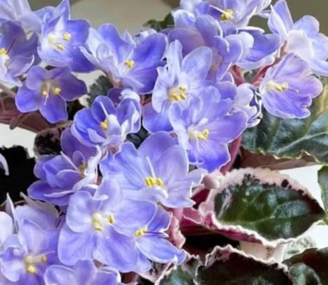 African Violet Leaves - 2 Pack - K's Sage Wand - Saintpaulia ionantha - Healthy for Indoor Propagation & Gardening