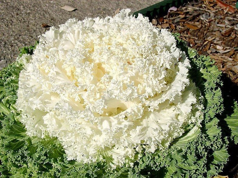 Ornamental Kale Seeds - 40 Pack - Kamome White - Brassica oleracea - Frilled Leaves for Garden Borders and Containers