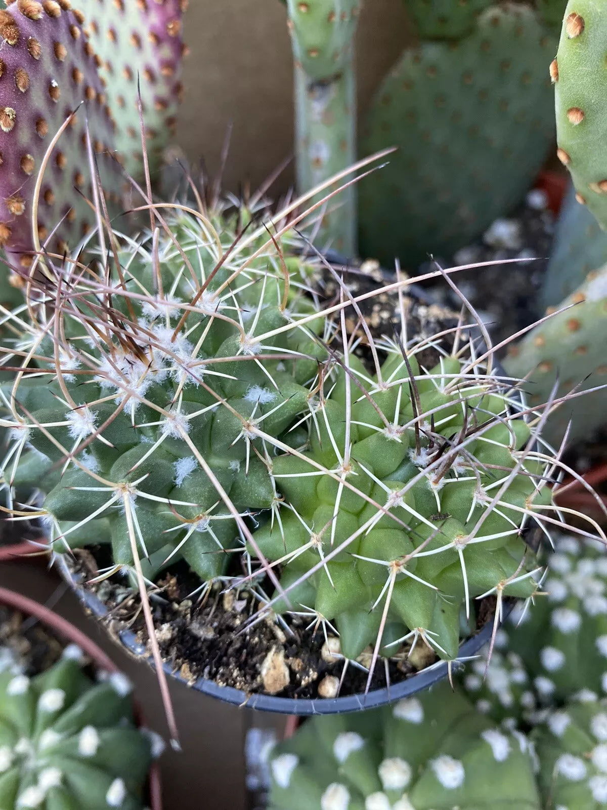Mammillaria Polythele Durispina Cactus - 3 Inch Nursery Pot - Compact Desert Plant for Indoor Succulent Garden Decor