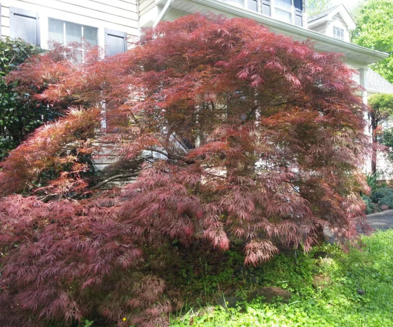 Unrooted Cuttings 10 Pack Weeping Japanese Maple 'Garnet' Acer palmatum 'Garnet' for Rooting and Grafting