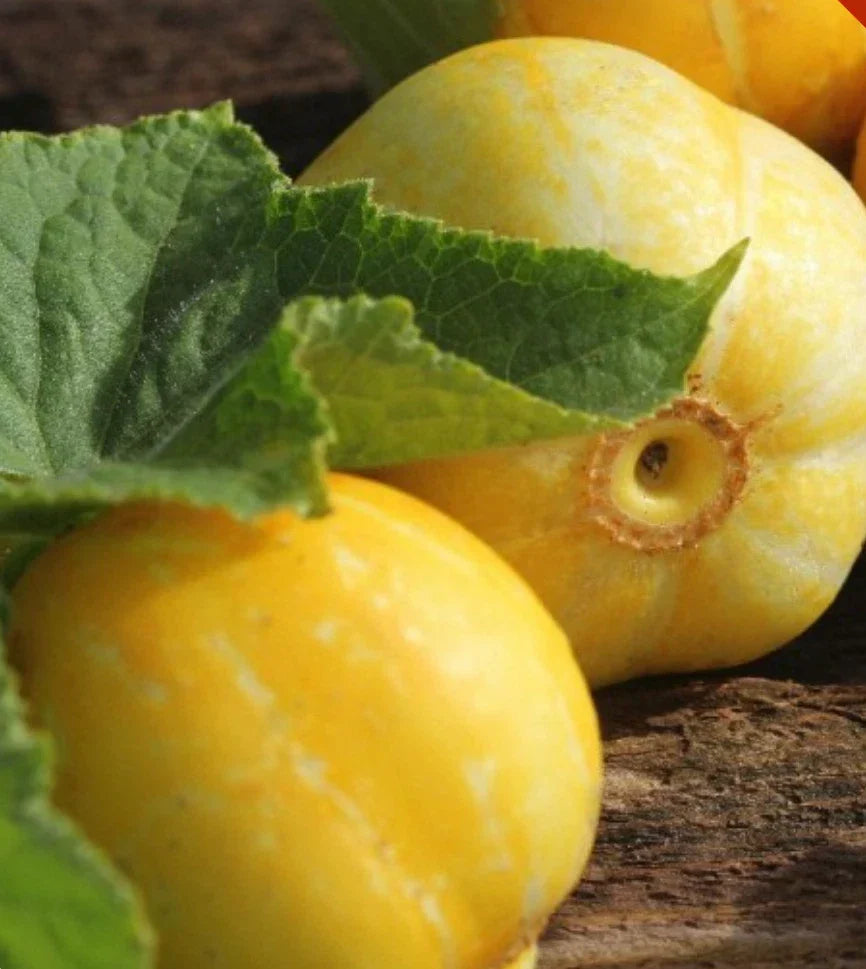 Lemon Cucumber Seeds - 200+ Heirloom NON-GMO - Cucumis sativus - Ideal for Garden & Containers - Fast-Growing Vegetable Seeds