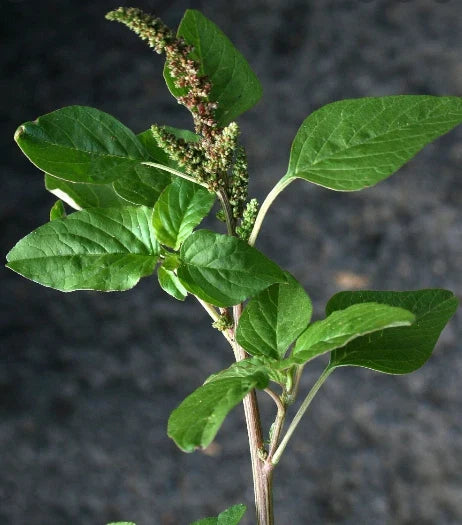 Green Amaranth Seeds - 100+ Organic Chinese Spinach - Amaranthus Viridis - USA Grown for Home Gardening