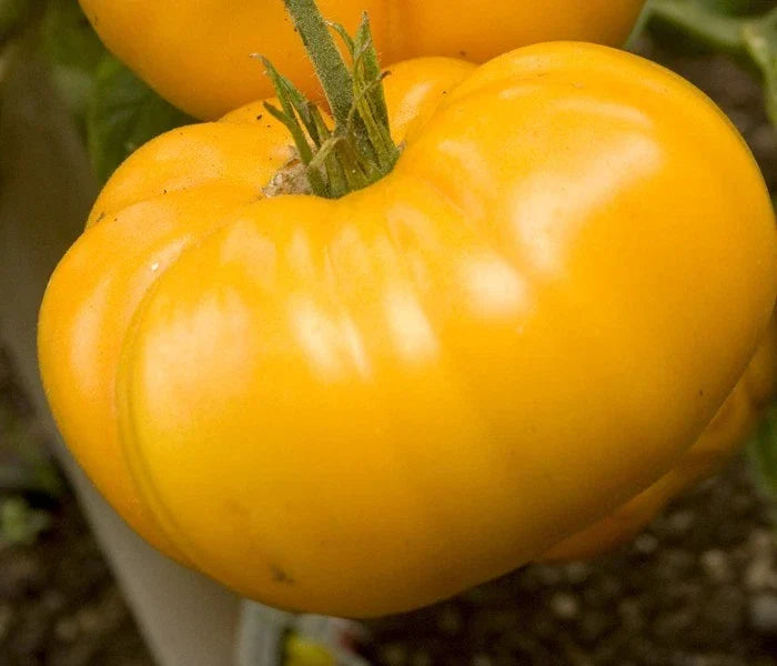 Yellow Brandywine Tomato Seeds - 15 Pack - Heirloom Variety - Solanum lycopersicum - Great for Slicing and Salads