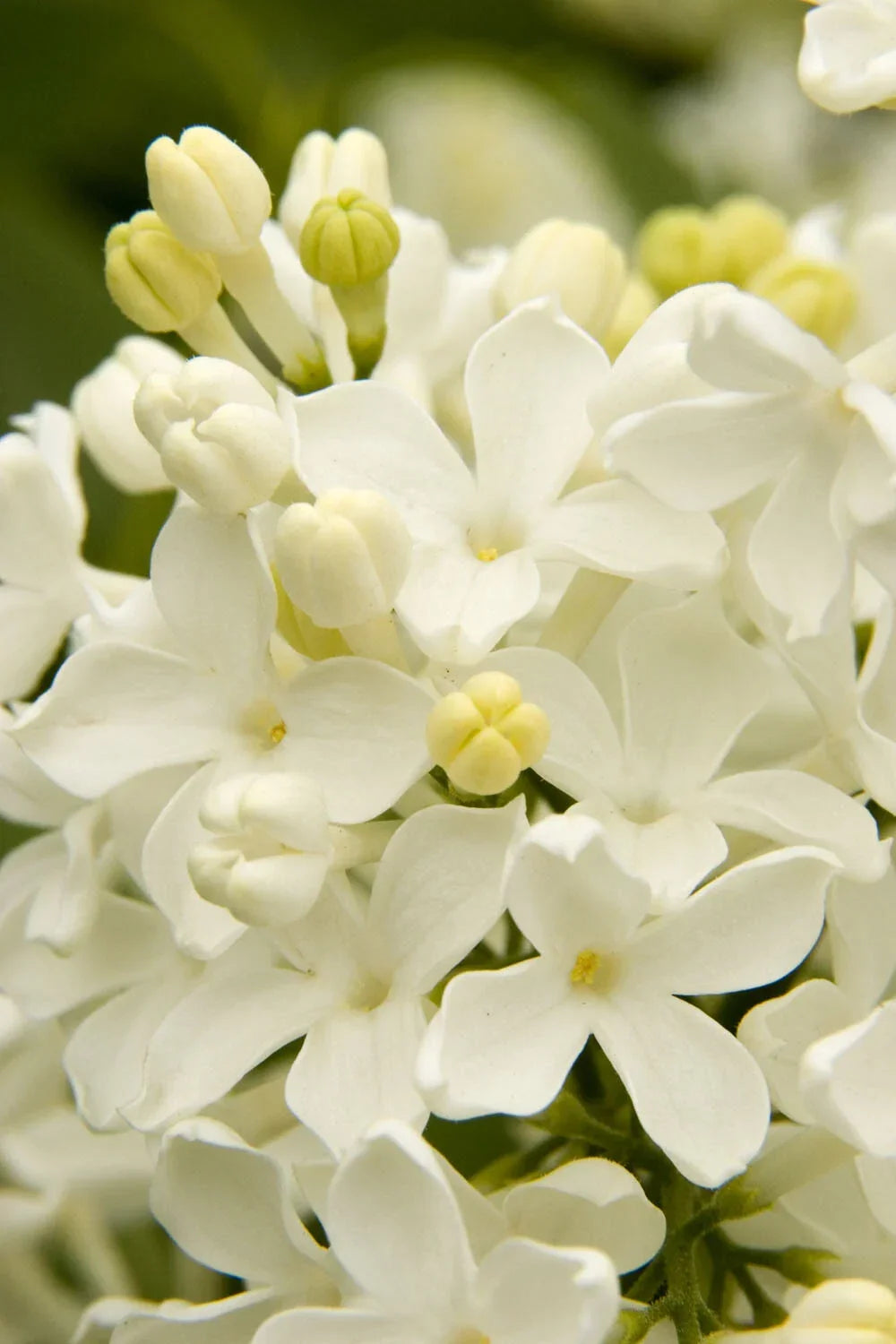 25 Angel White Lilac Seeds - Fragrant Hardy Perennial Flower - Syringa vulgaris 'Angel White' - US Seller
