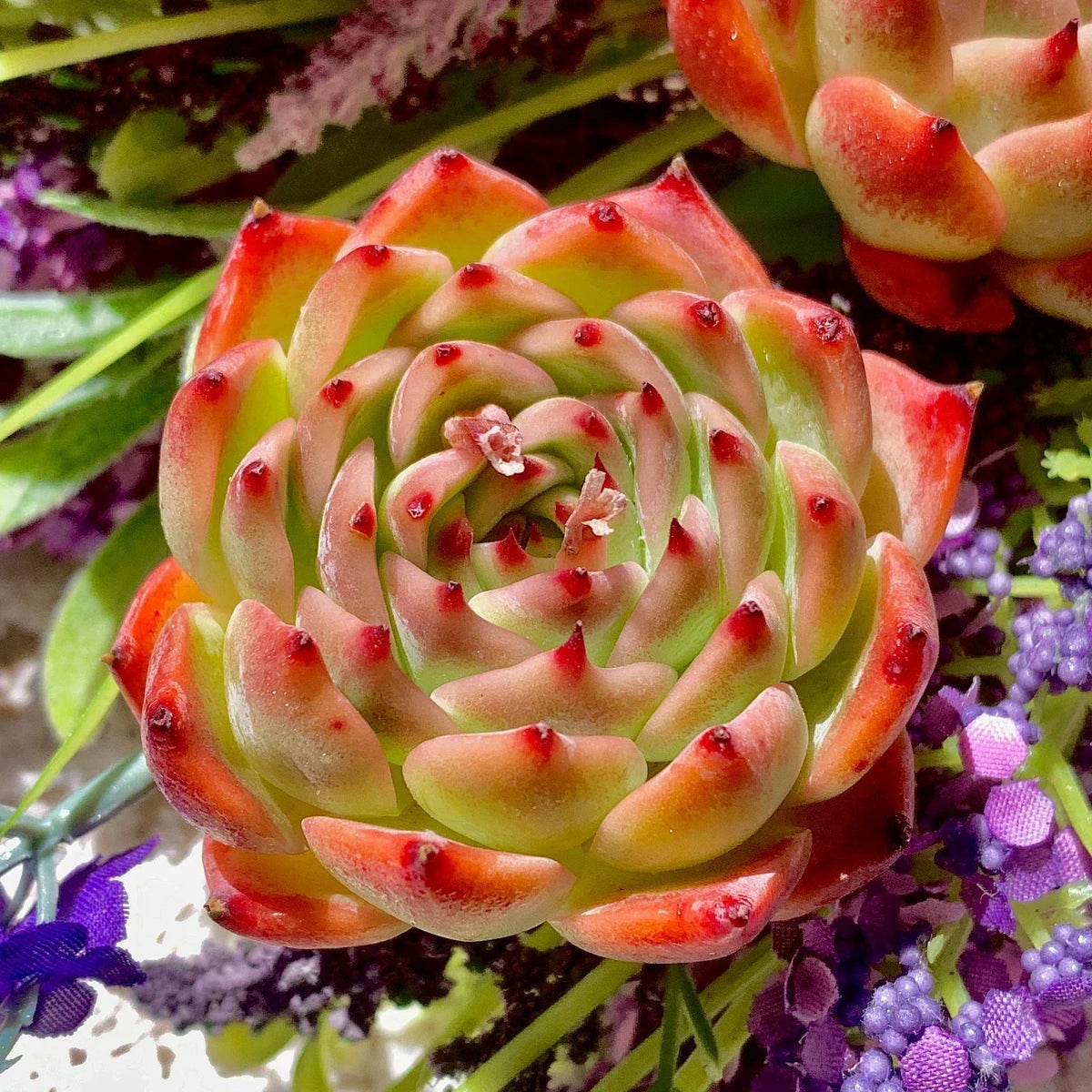 Echeveria Succulent Plant 2" Green Echeveria chihuahuaensis Live Imported for Home or Office Decor