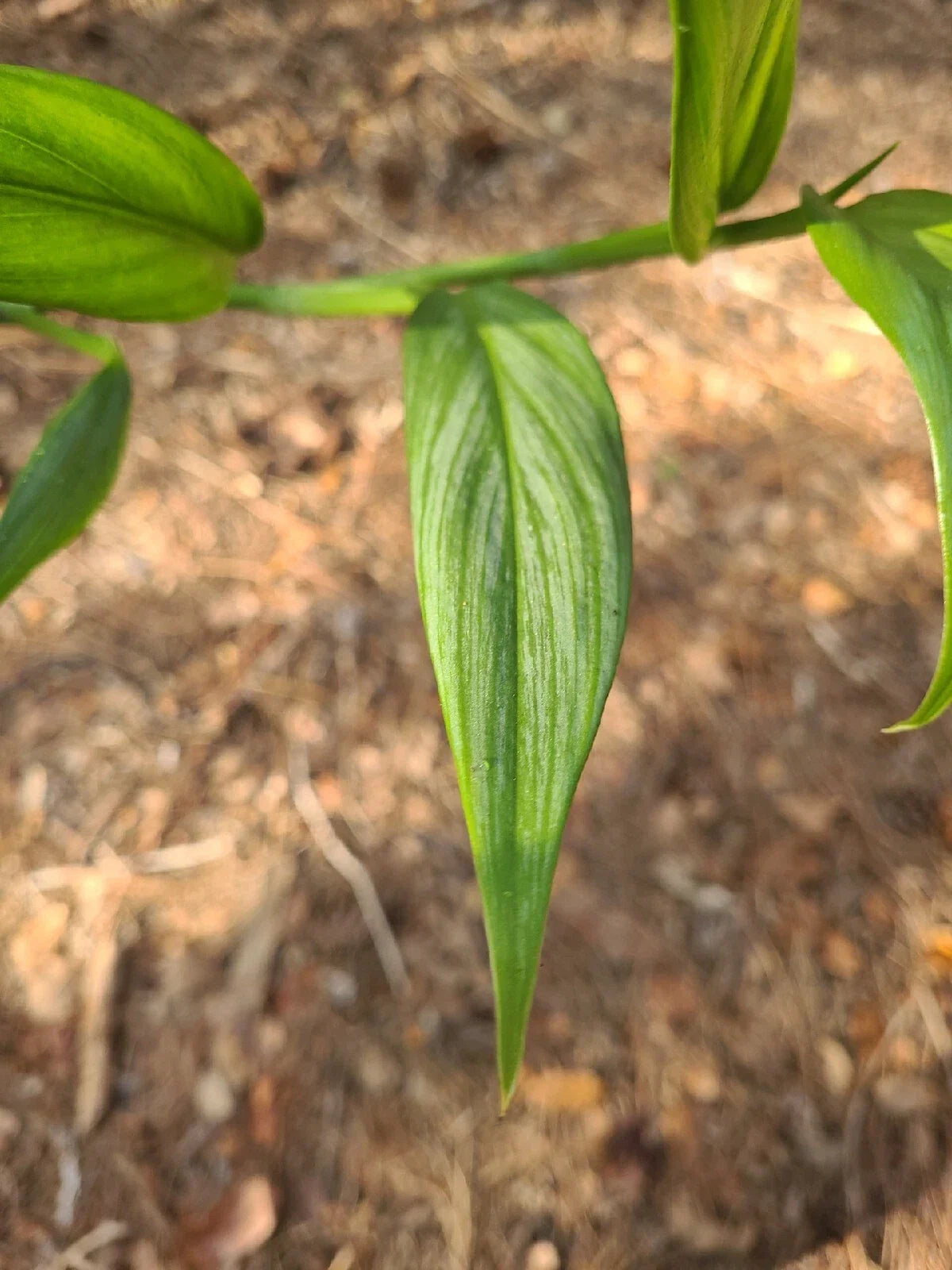 Unrooted Cutting Pothos | 2 Node Silver Streak | Epipremnum Amplissimum | Fresh Plant for Propagation
