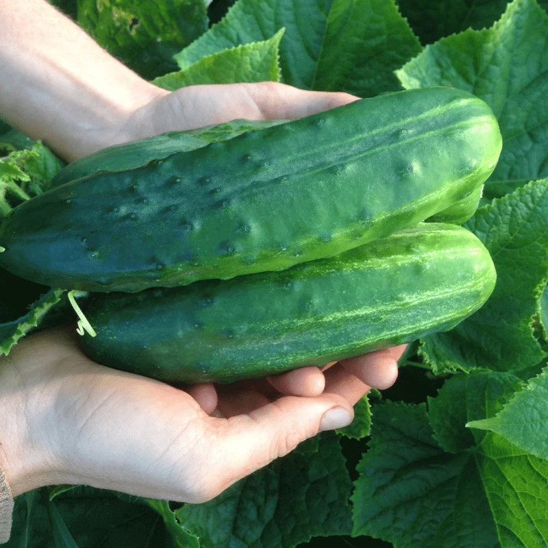 Cucumber Seeds 100+ Heirloom Spacemaster 80 Organic Non-GMO Cucumis sativus - Compact Bush-Type, Ideal for Small Spaces