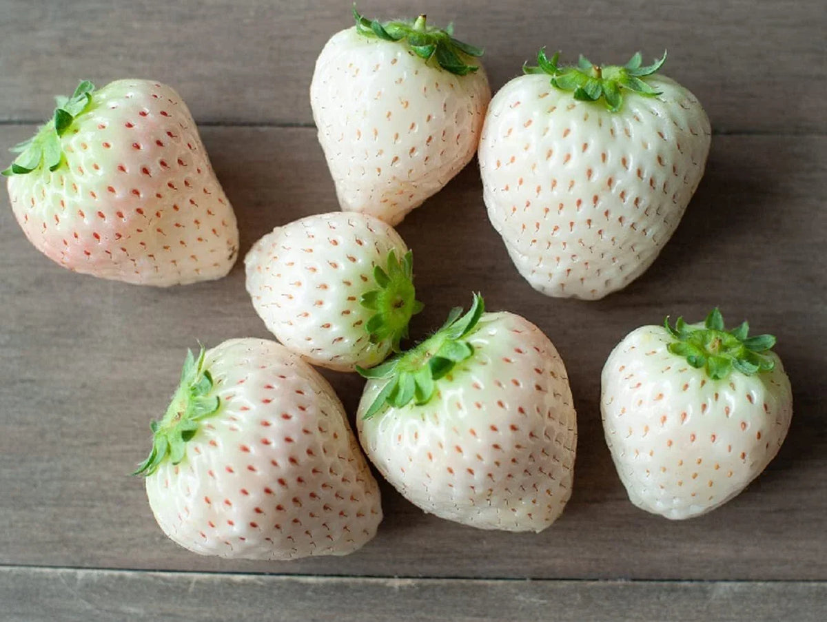 White Strawberry Seeds - 500+ Pineberry Seeds - Unique Flavor - Fragaria × ananassa - Non-GMO, Grown in USA