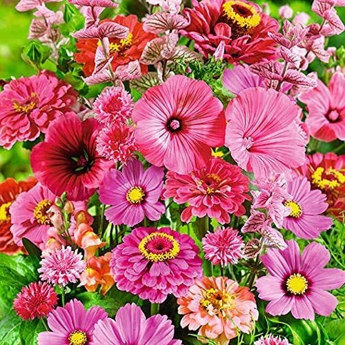 Wildflower Seed Mix - 200+ Seeds - Pink Passion Blend - Various Species - Attracts Pollinators - Low Maintenance Garden Flowers