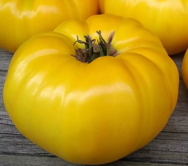 Yellow Brandywine Tomato Seeds 100+ Count, Indeterminate Beefsteak, Heirloom Vegetable Seeds, Solanum lycopersicum
