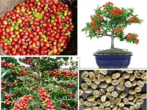 Arabica Coffee Bonsai Tree Seeds - 5 Pack for Indoor Growing (Coffea arabica) - Exotic Greenery for Plant Lovers