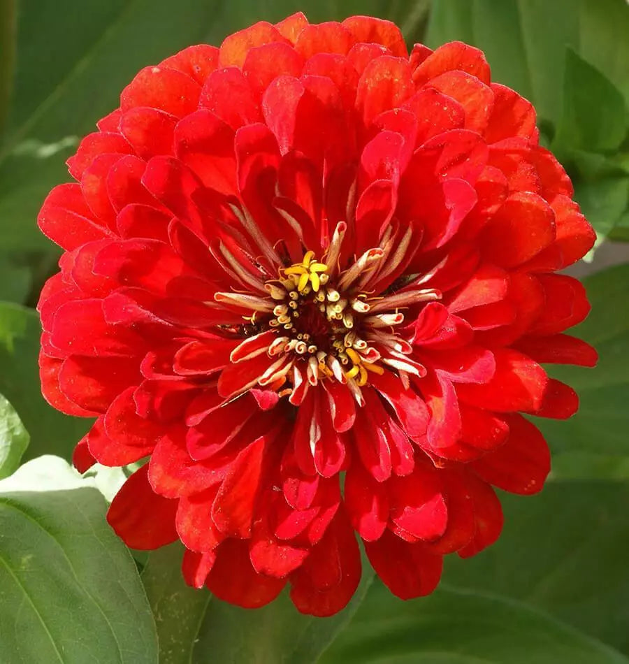Zinnia Seeds - 150+ Cherry Queen Red Flower Seeds - Zinnia elegans - Non-GMO, USA Seller