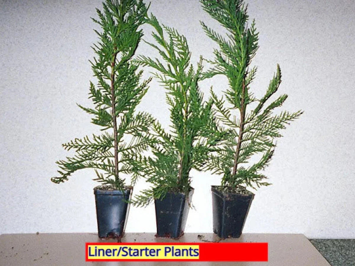 Leyland Cypress Tree Starter Plants - 3 Bare Root Evergreen Privacy Screen Plants (Cupressocyparis leylandii)