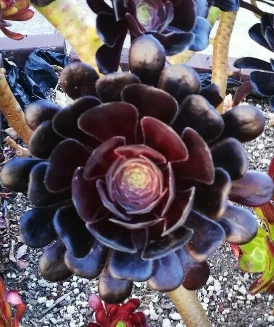 Black Rose Aeonium Cutting - Deep Dark Purple Succulent - Aeonium Arboreum 'Zwartkopf' - Easy Care Propagation Plant
