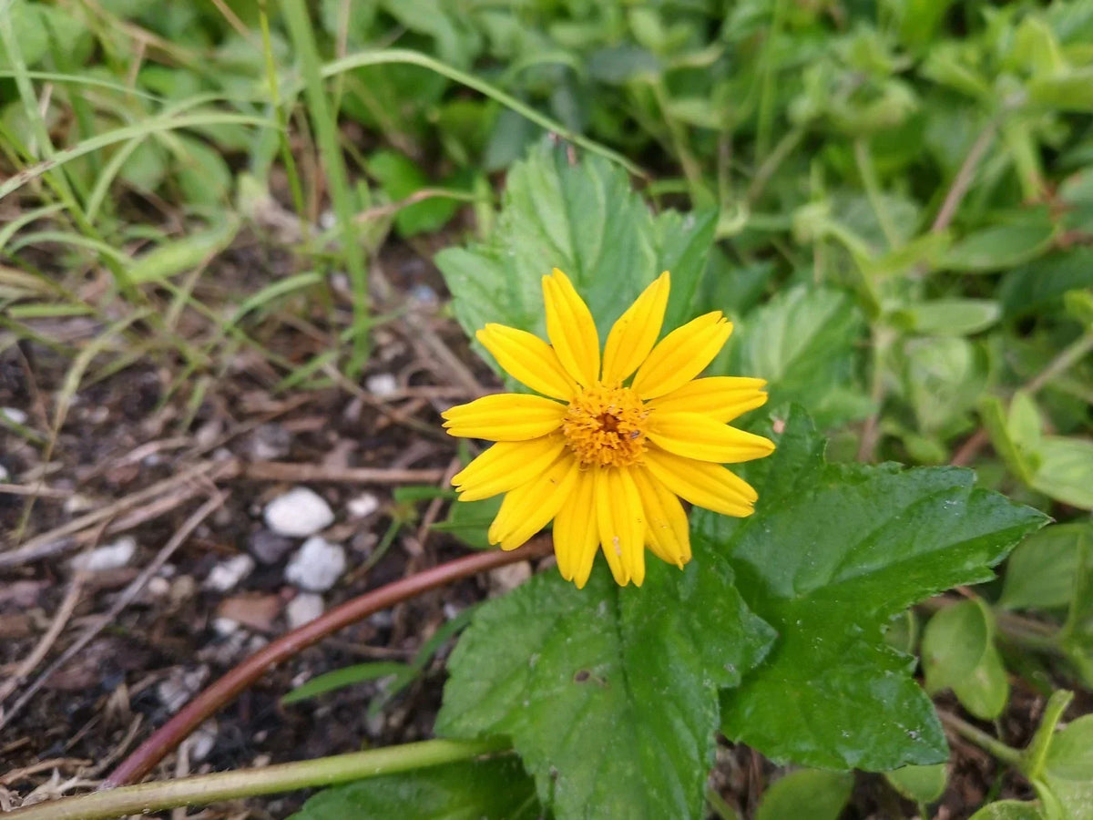 Rooted Wedelia Plants - 2 Pack Creeping Daisies - Durable Ground Cover - Wedelia trilobata - Yellow Flowering Perennial