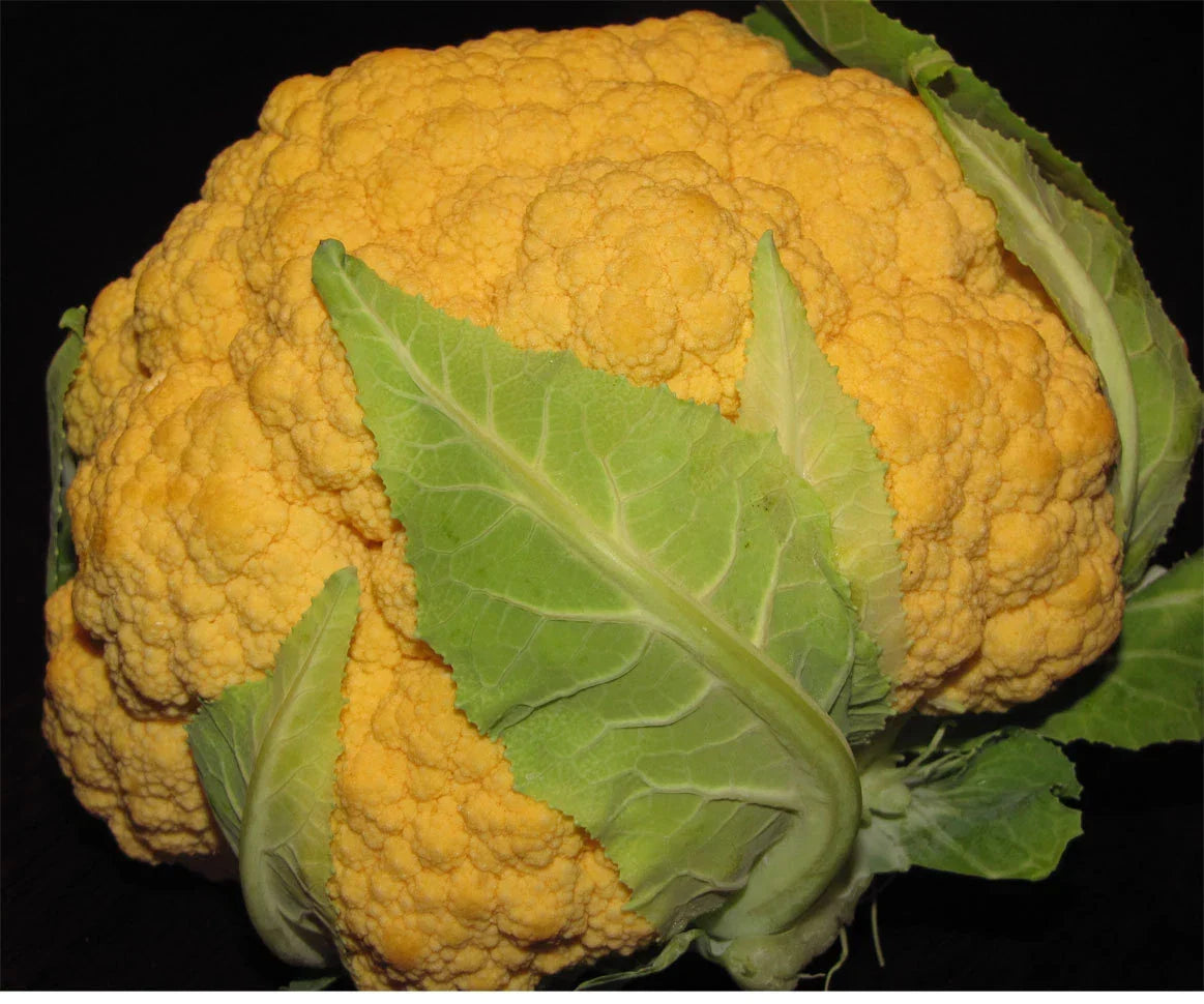 Cheddar Cauliflower Seeds - 40+ Heirloom Non-GMO Seeds - Brassica oleracea var. botrytis - Orange Vegetable Garden Seeds