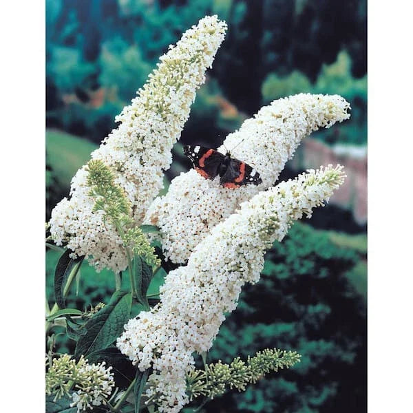 Butterfly Bush Live Plant 6" White Profusion Buddleia davidii Fragrant Deer Resistant Pollinator-Friendly Garden Plant