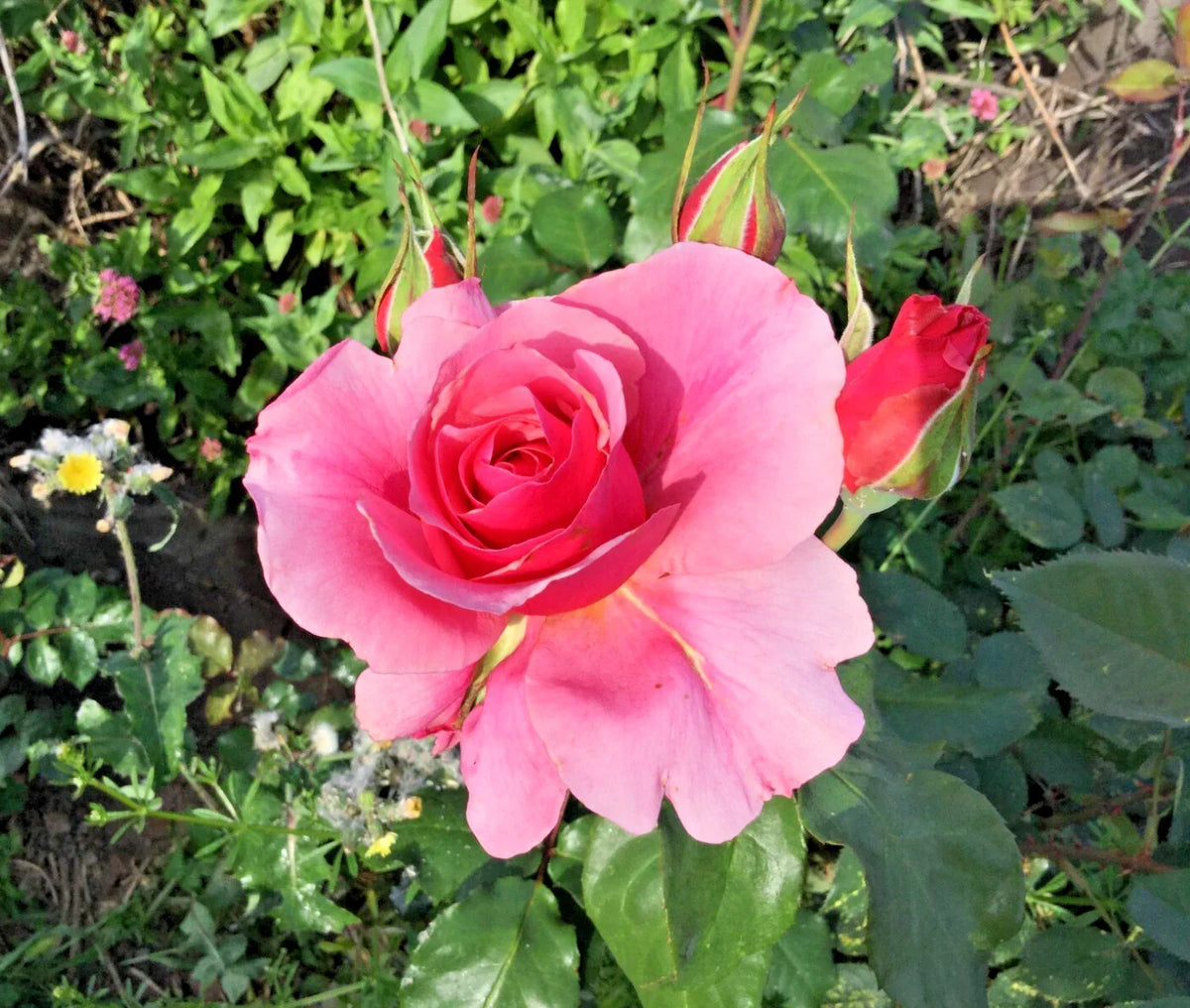 Pink Rose Cuttings 3 Stems for Rooting/Grafting - Rosa spp. - Vibrant Pink Blooms, Easy to Propagate, Ideal for Gardens