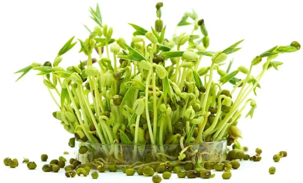 Mung Bean Sprout Seeds 100 Count - Vigna radiata - Easy to Grow, Non-GMO, Nutritious Sprouts for Home Gardening