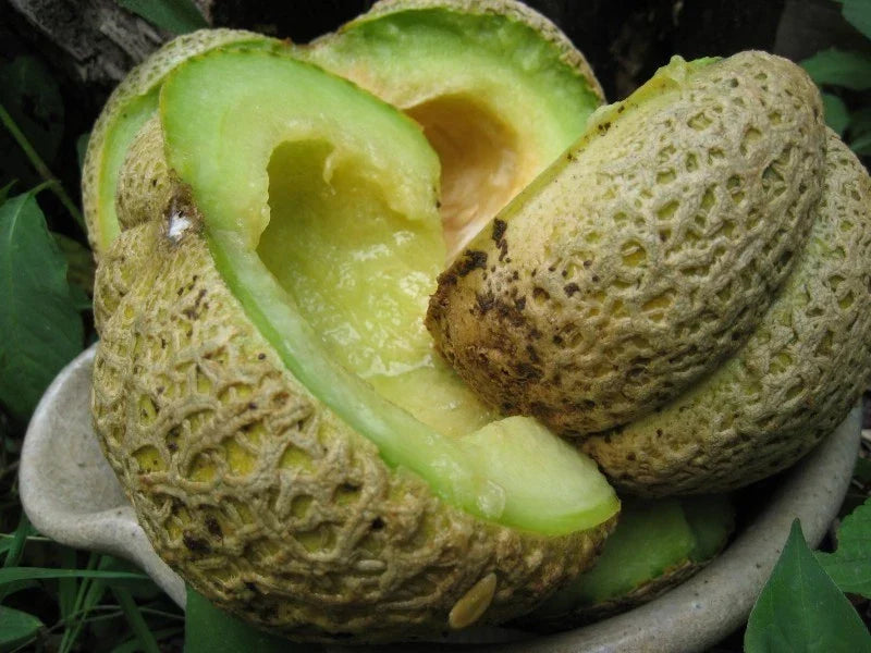 Cantaloupe Seeds Packet - Jenny Lind Variety - Heirloom Cucumis melo for Home Gardens
