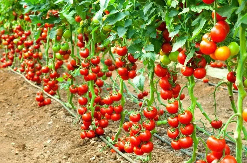 Early Cascade Tomato Seeds - Organic Heirloom - Non-GMO - 10+ Seeds - Solanum lycopersicum - Rare Variety for Home Gardening