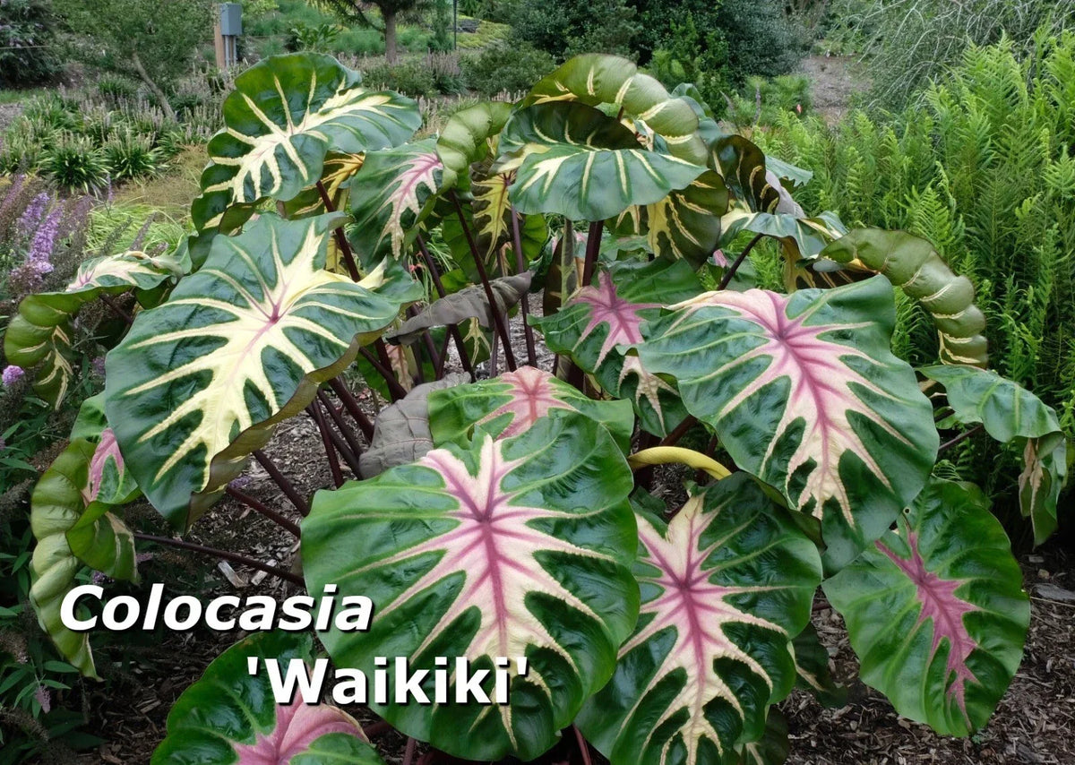 Colocasia 'Waikiki' Elephant Ear Plant - 3" Pot Rooted - Tropical Variegated Leaves - Indoor/Outdoor Decor