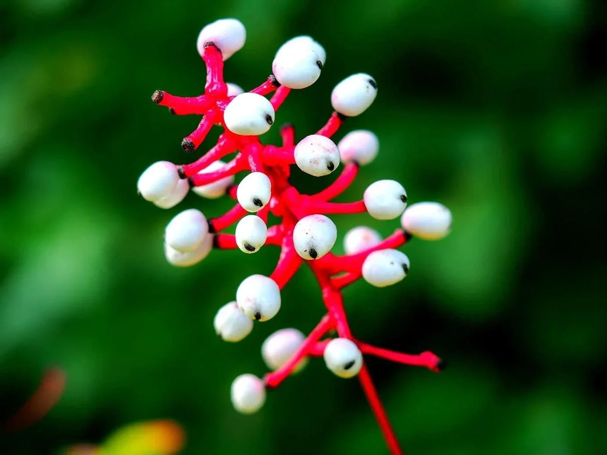 Doll's Eyes Wildflower Seeds - 20+ Non-GMO Seeds, Actaea pachypoda, Perennial Garden Plant, Unique White Flowers & Red Berries