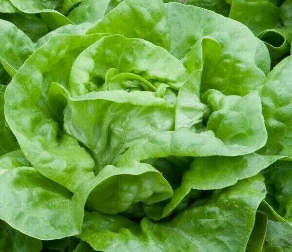 Lettuce Seeds 1000+ White Boston Butterhead Heirloom - Lactuca sativa - Non-GMO, Fast-Growing Garden Seeds for Home Garden